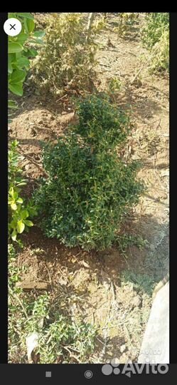 Саженцы самшита
