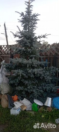 Ель голубая