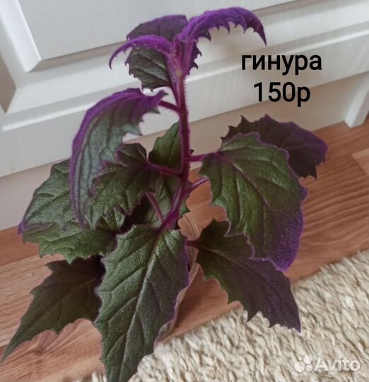 Комнатные растения