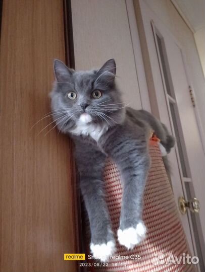 Кошка в дар бесплатно
