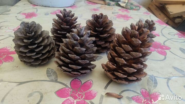 Шишки с юга