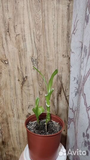 Индийский лук