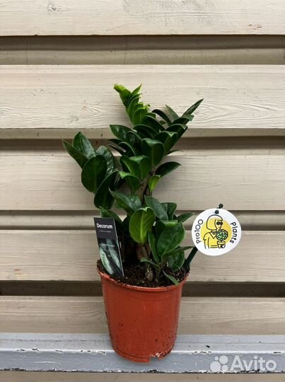 Замиокулькас зензи H 35 см