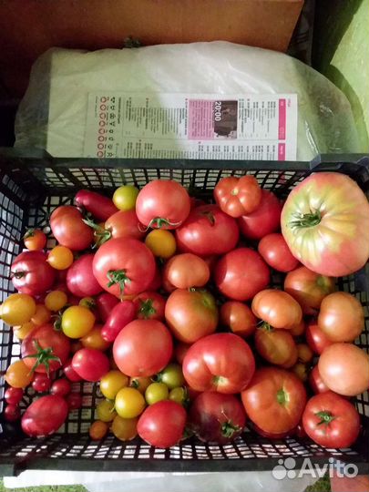 Рассада томатов