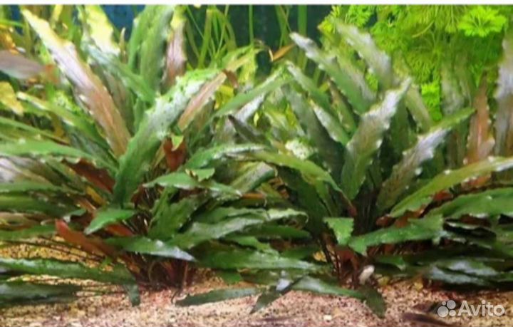 Украшение для аквариума