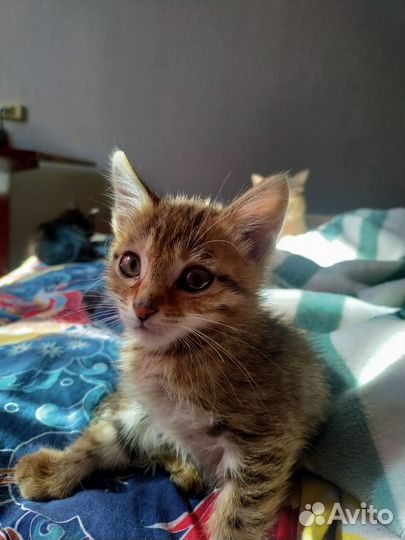 Кошка в дар бесплатно