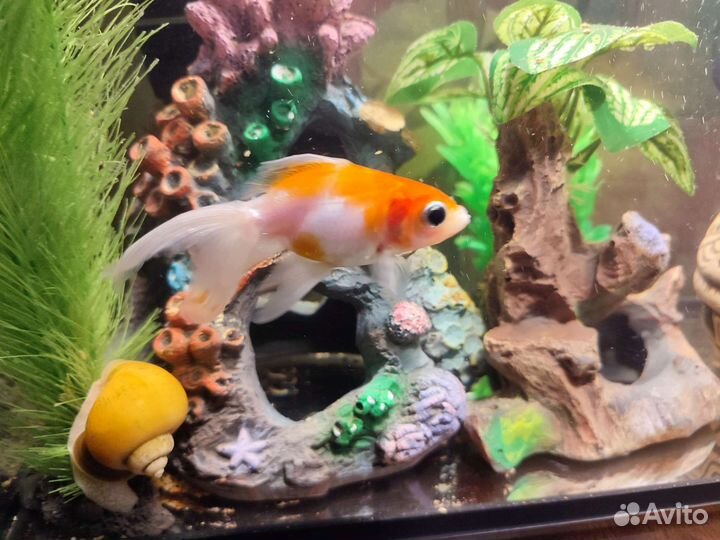 Отдам рыбок и 2х улиток