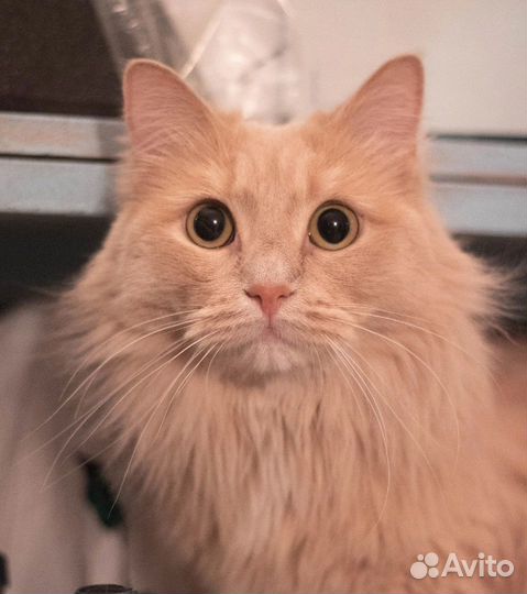 Марлен ищет дом