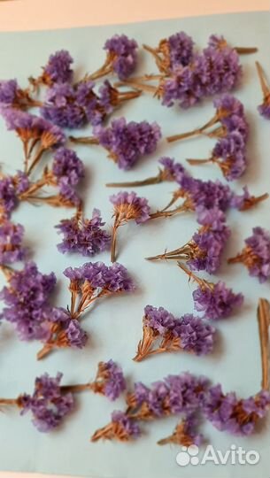 Сухоцветы для творчества (статица)