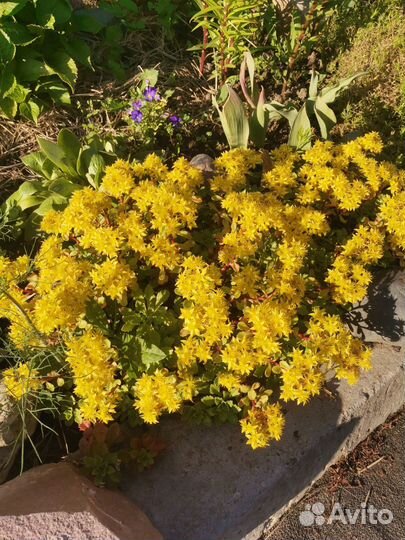 Многолетники