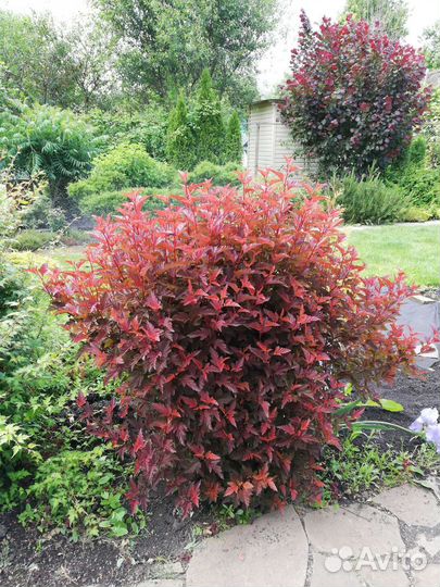 Пузыреплодники Литлы Энджел,Девил,Диабло,Ред Барон