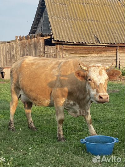 Коровы и телки