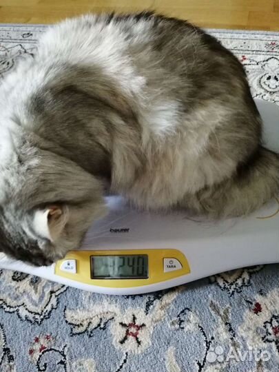 Детские весы для новорожденных