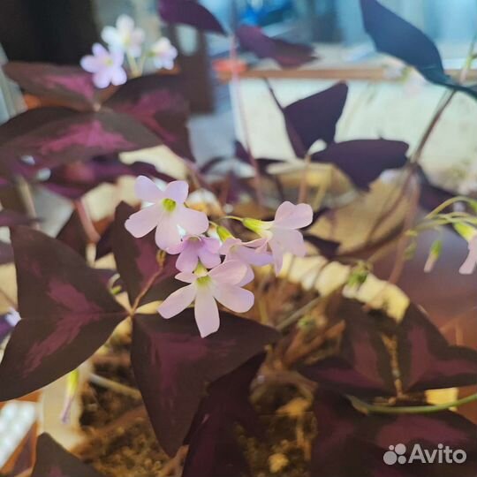 Кислица Оксалис, Алоэ Вера