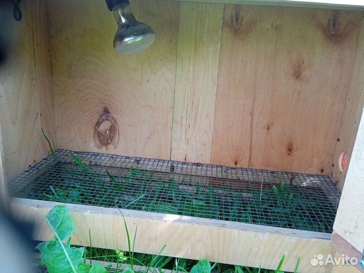 Брудер для цыплят бу