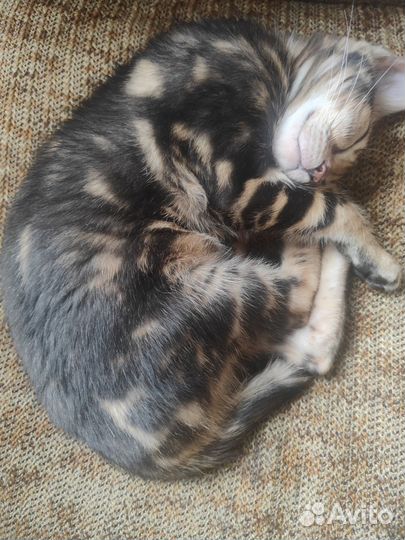 Бенгальский котик