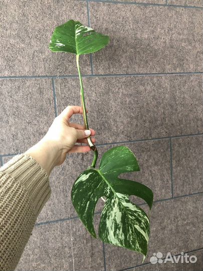 Фикус каучуконосный большой