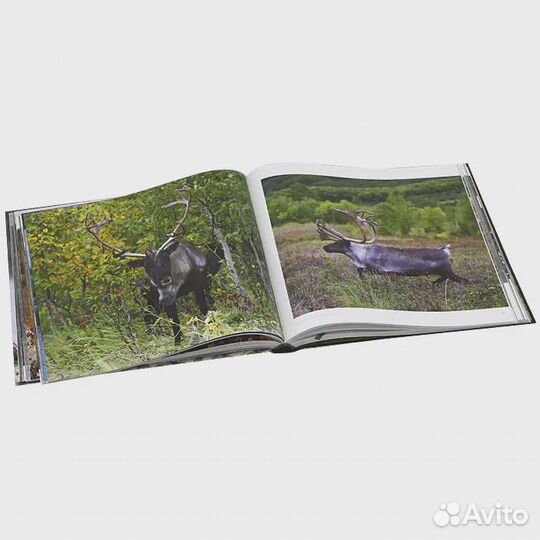 Дикая природа России / Wildlife in Russia Малеев В