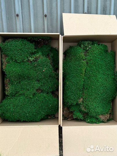 Стабилизированный мох