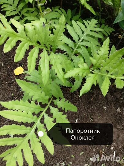 Садовые растения