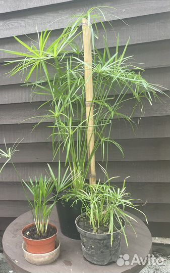 Растения для пруда и прибрежной зоны