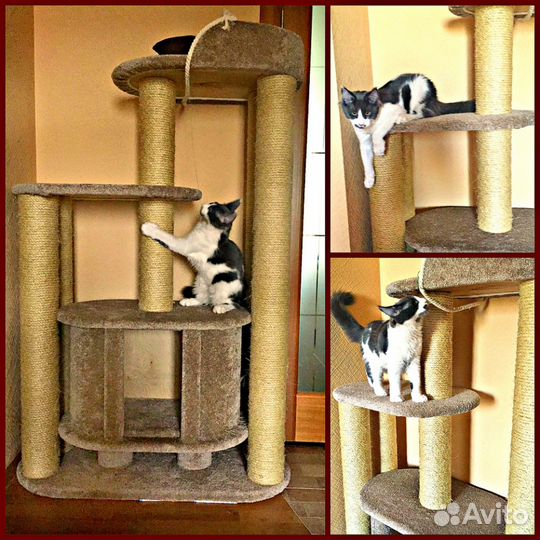 Когтеточка-домик