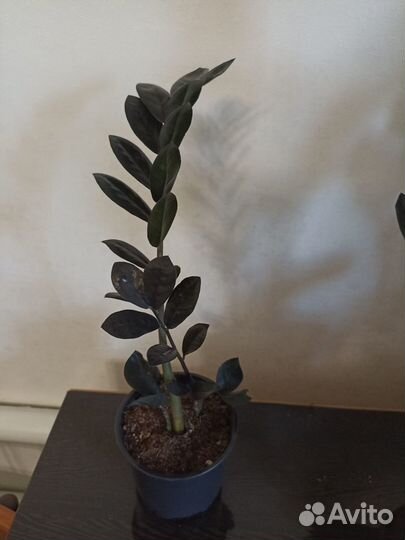 Замиокулькас черный