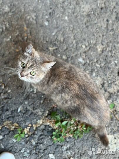 Кошка в добрые руки