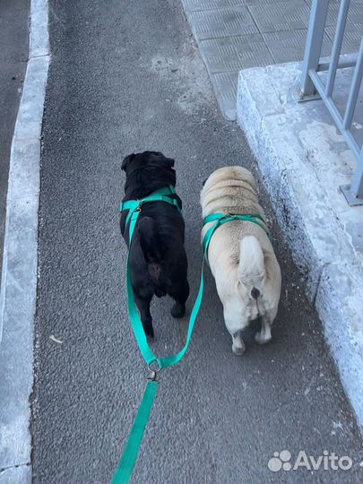 Кинологическая передержка