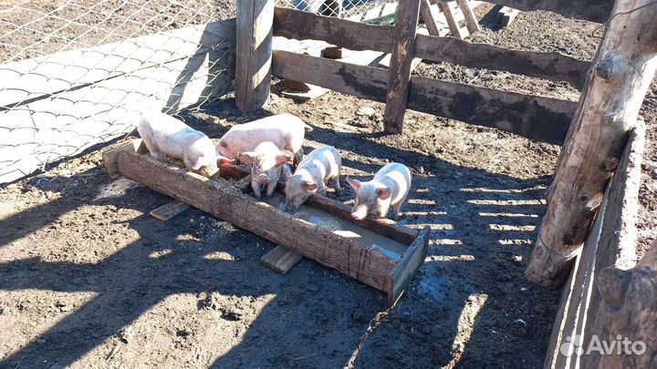 Поросята