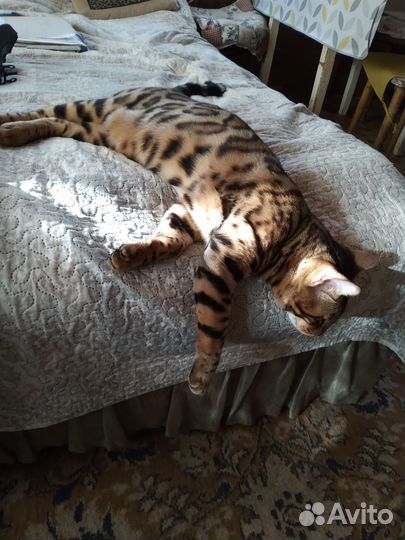 Бенгальский кот вязка