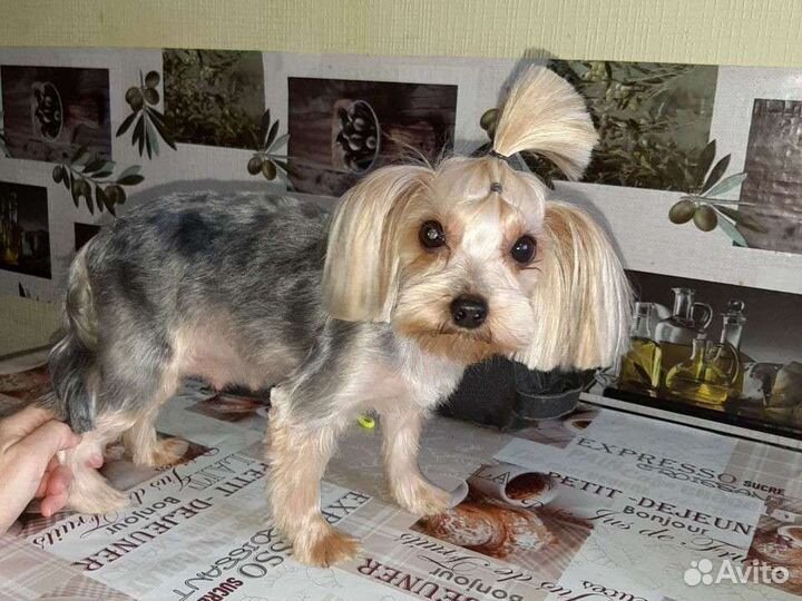 Йоркширский терьер мини