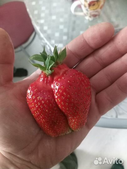 Рассада виктории