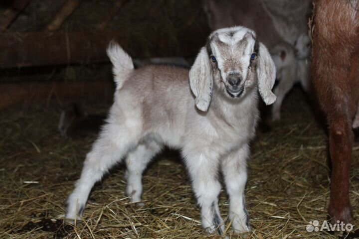 Нубийские козлята