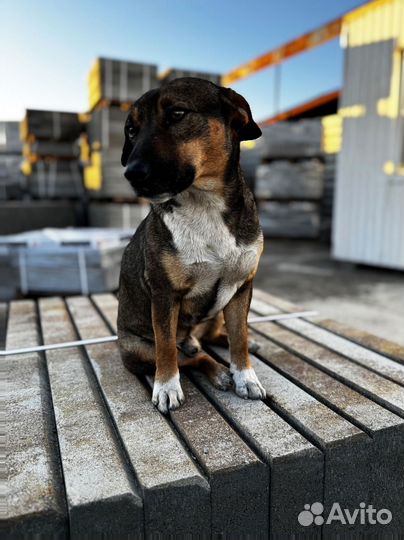 Брусчатка по госту