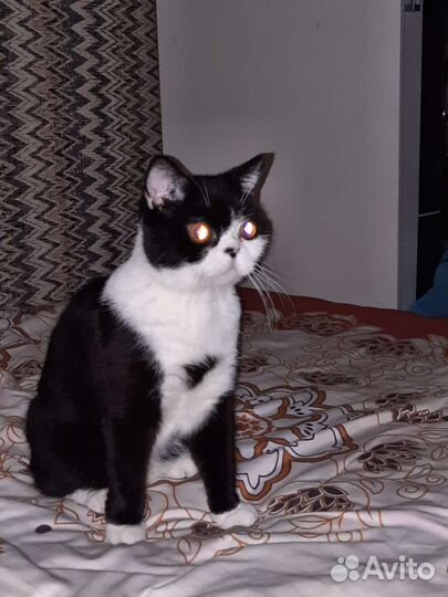 Британские котята