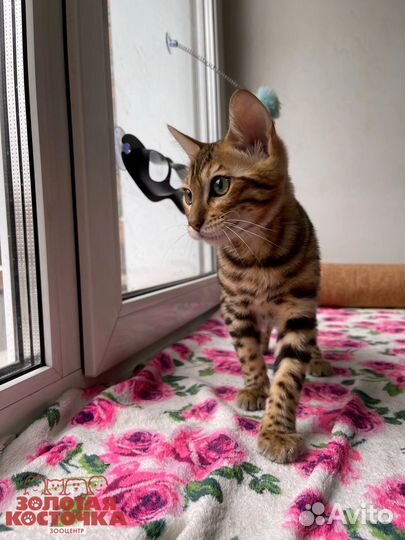 Бенгальская