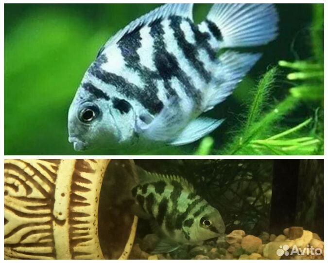 Голубая Панда породистые рыбки