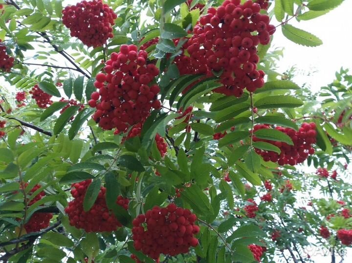 Саженцы рябины