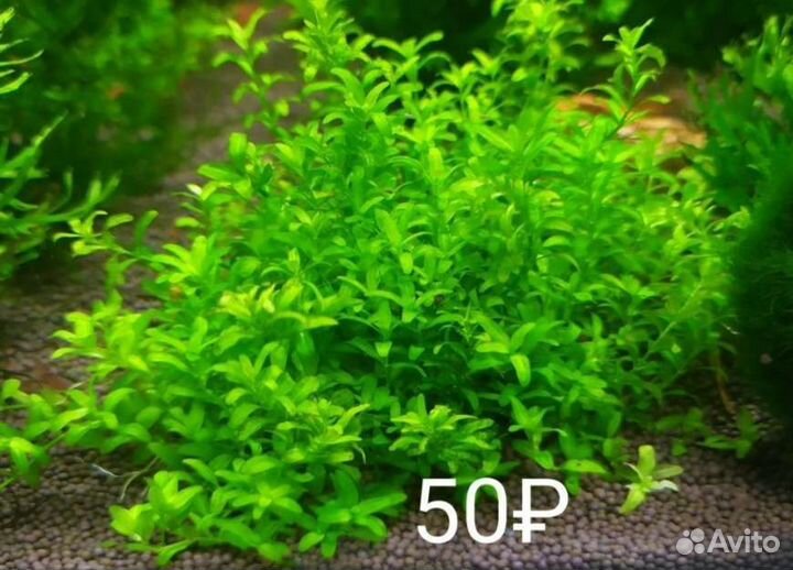 Сомики Аквариумные растения