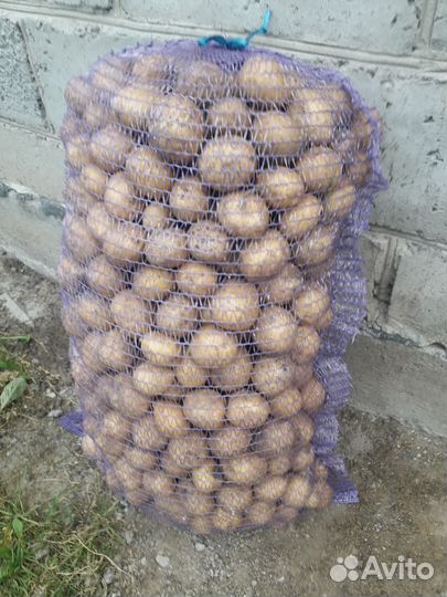 Семенной картофель гала