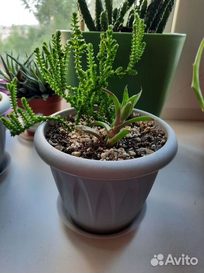 Композиция из суккулентов и кактусов