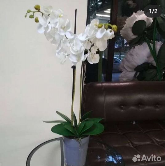 Орхидеи фаленопсис и цимбидиум