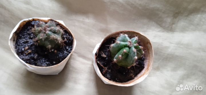 Кактус - отростки