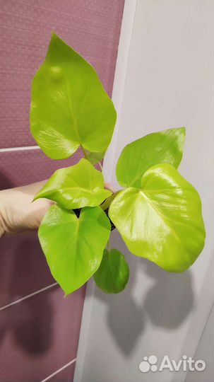 Филодендрон Селло Голд Сатин