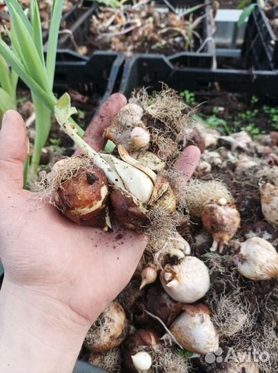 Луковицы тюльпана после выгонки