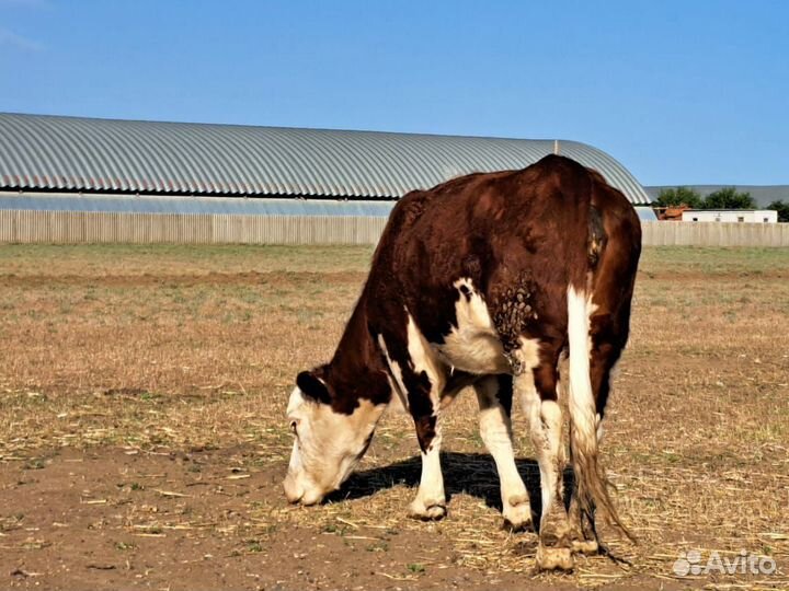 Коровы и телята