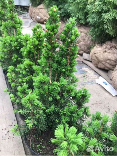 Туя коническая шаровидная Сосна горная Ель глаука