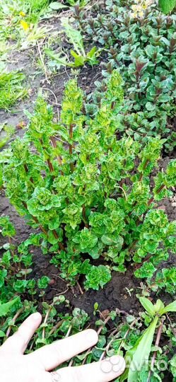 Мята садовая и саженец крыжовника