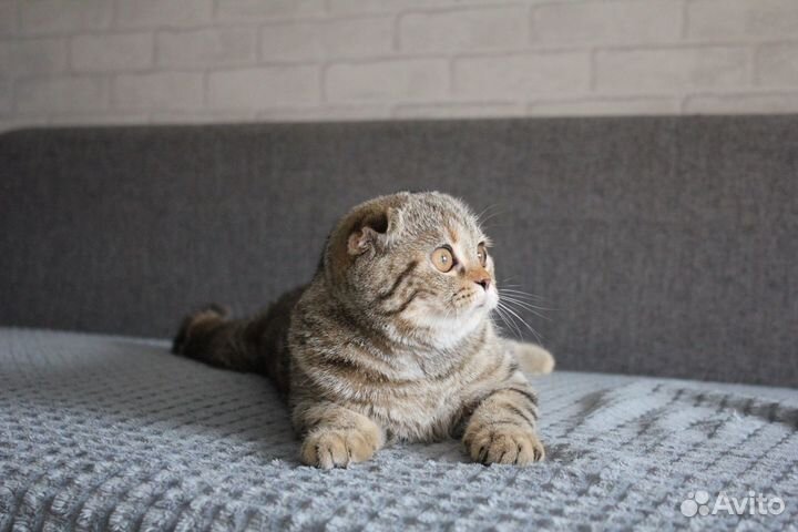 Шотландская кошечка